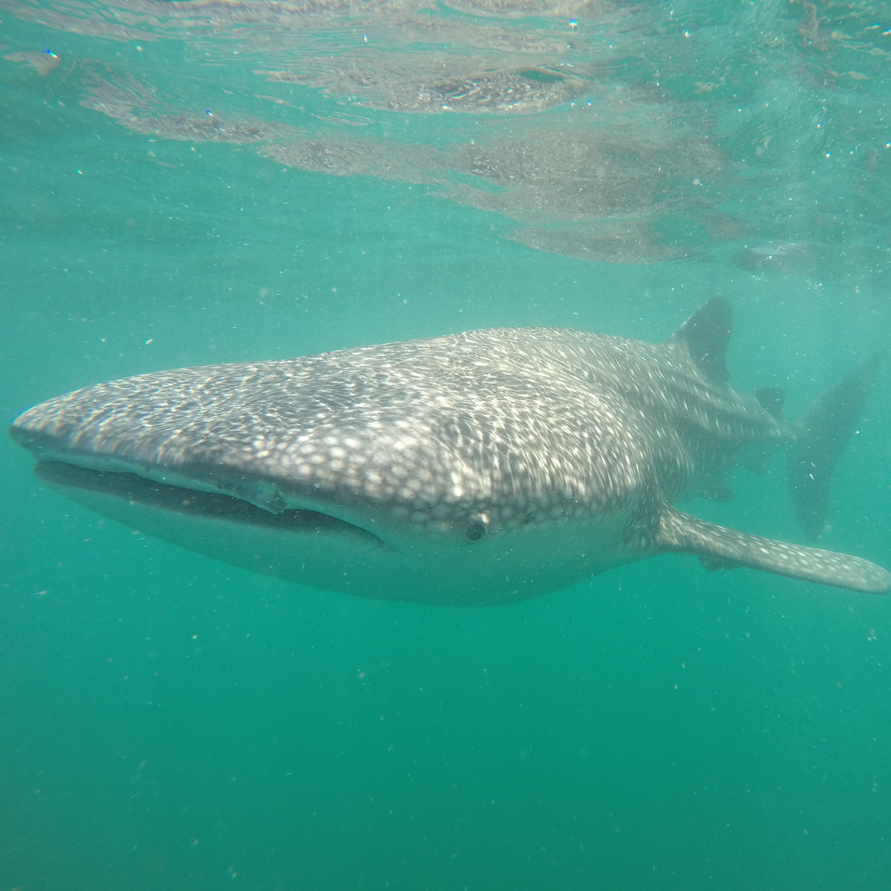 A whale shark in Baja California