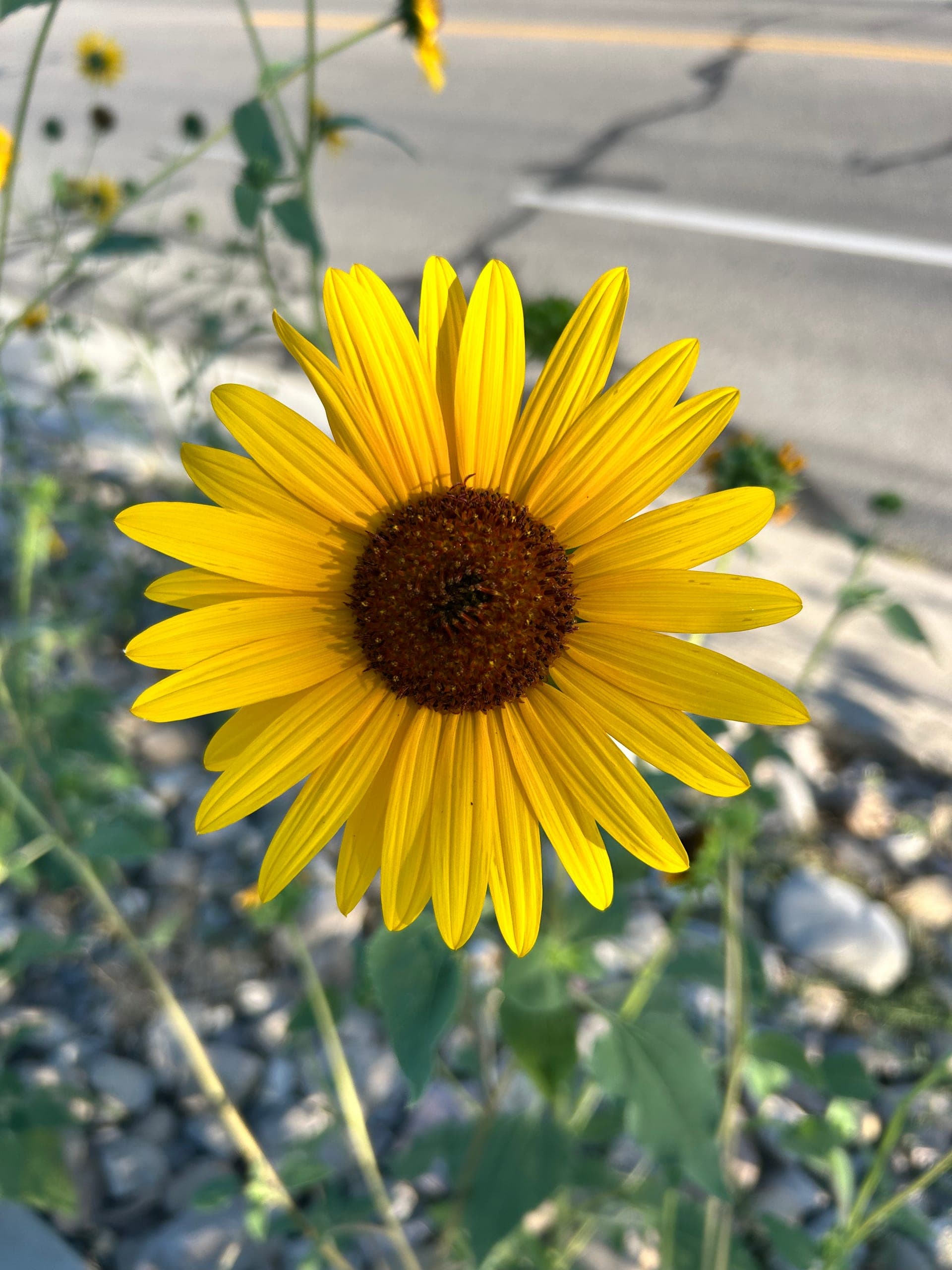 Roadside sunflower, Sandy