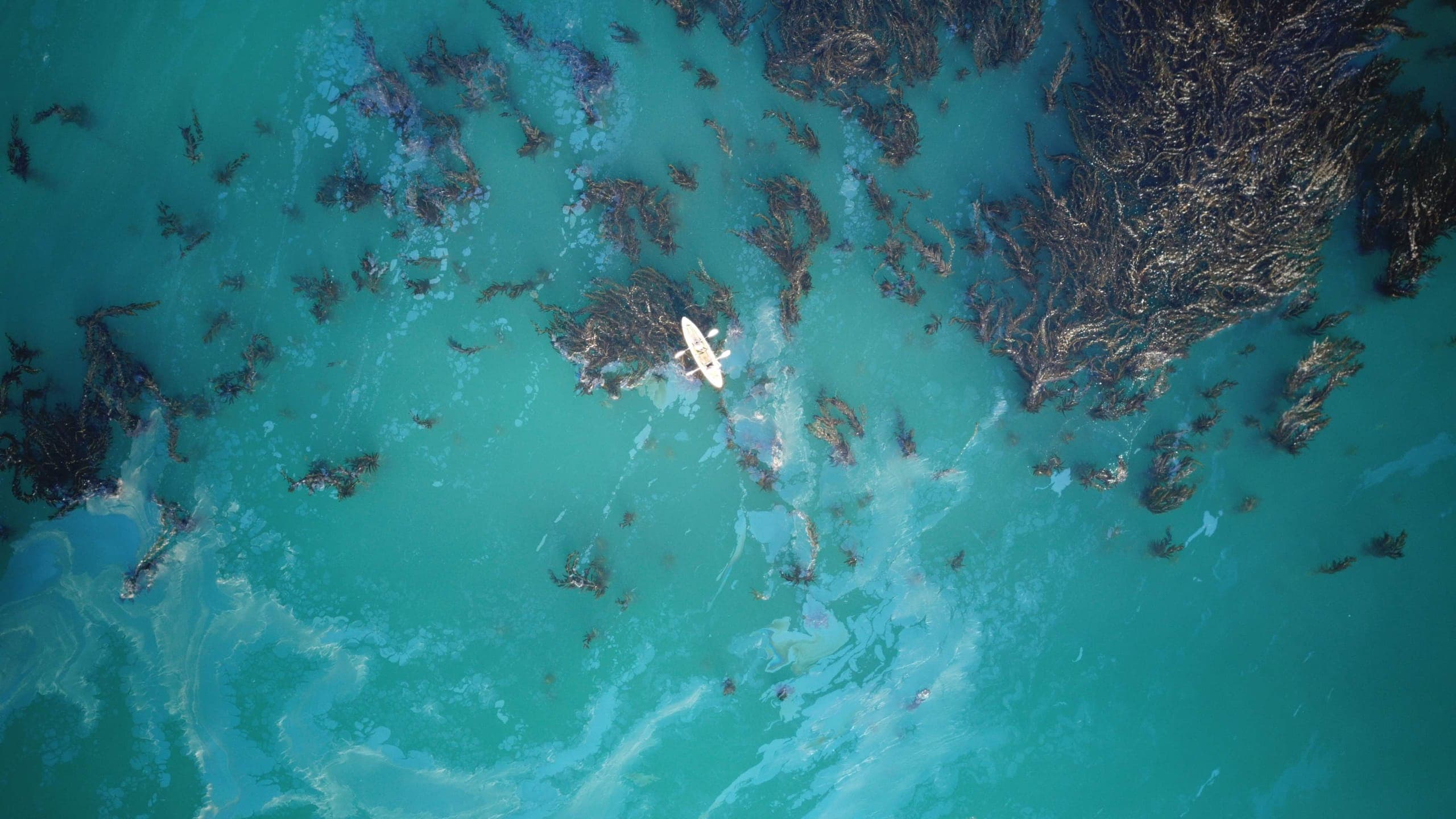 Kelp forest, Carpinteria