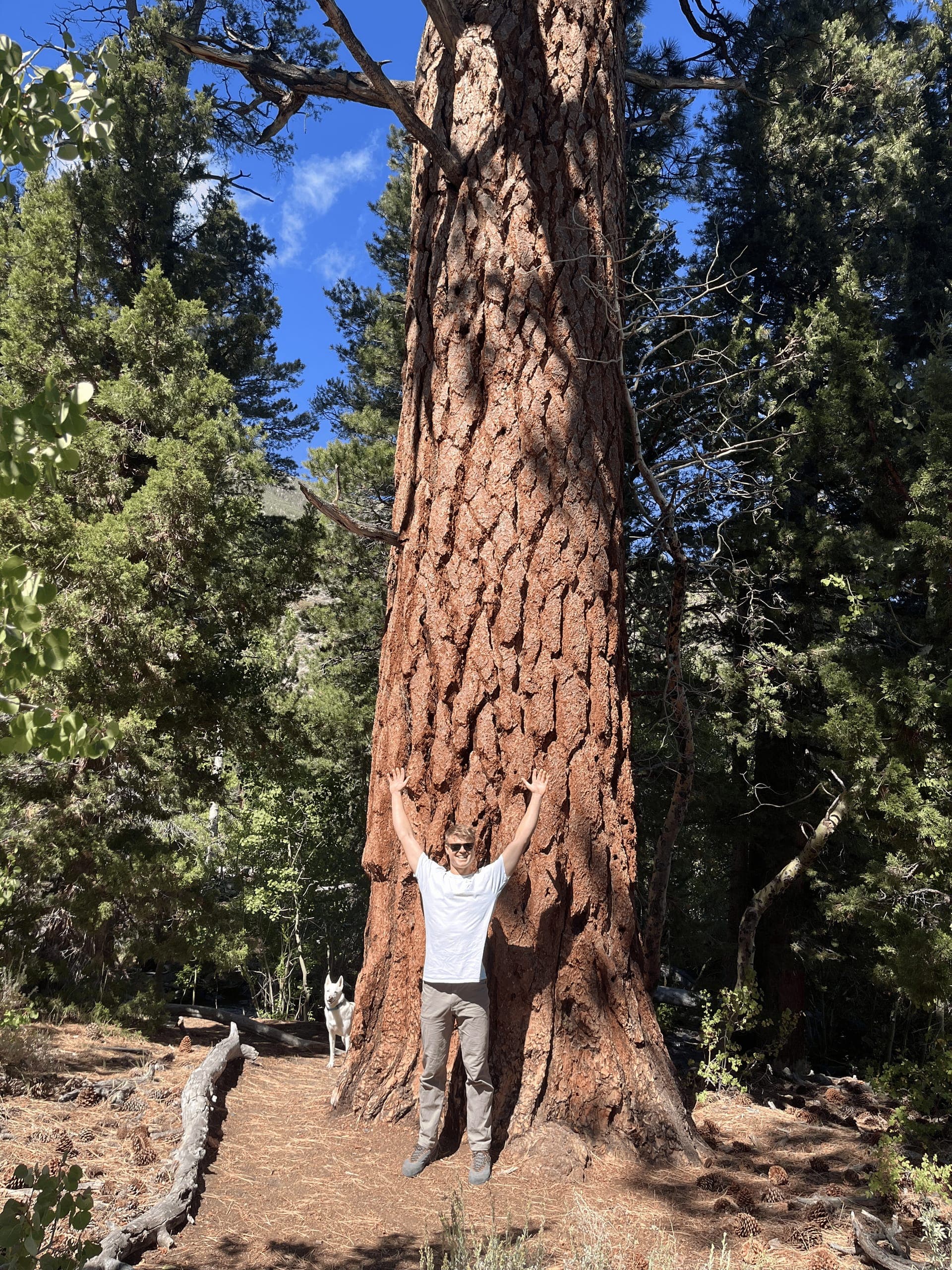 A big tree, near Mammoth Lakes