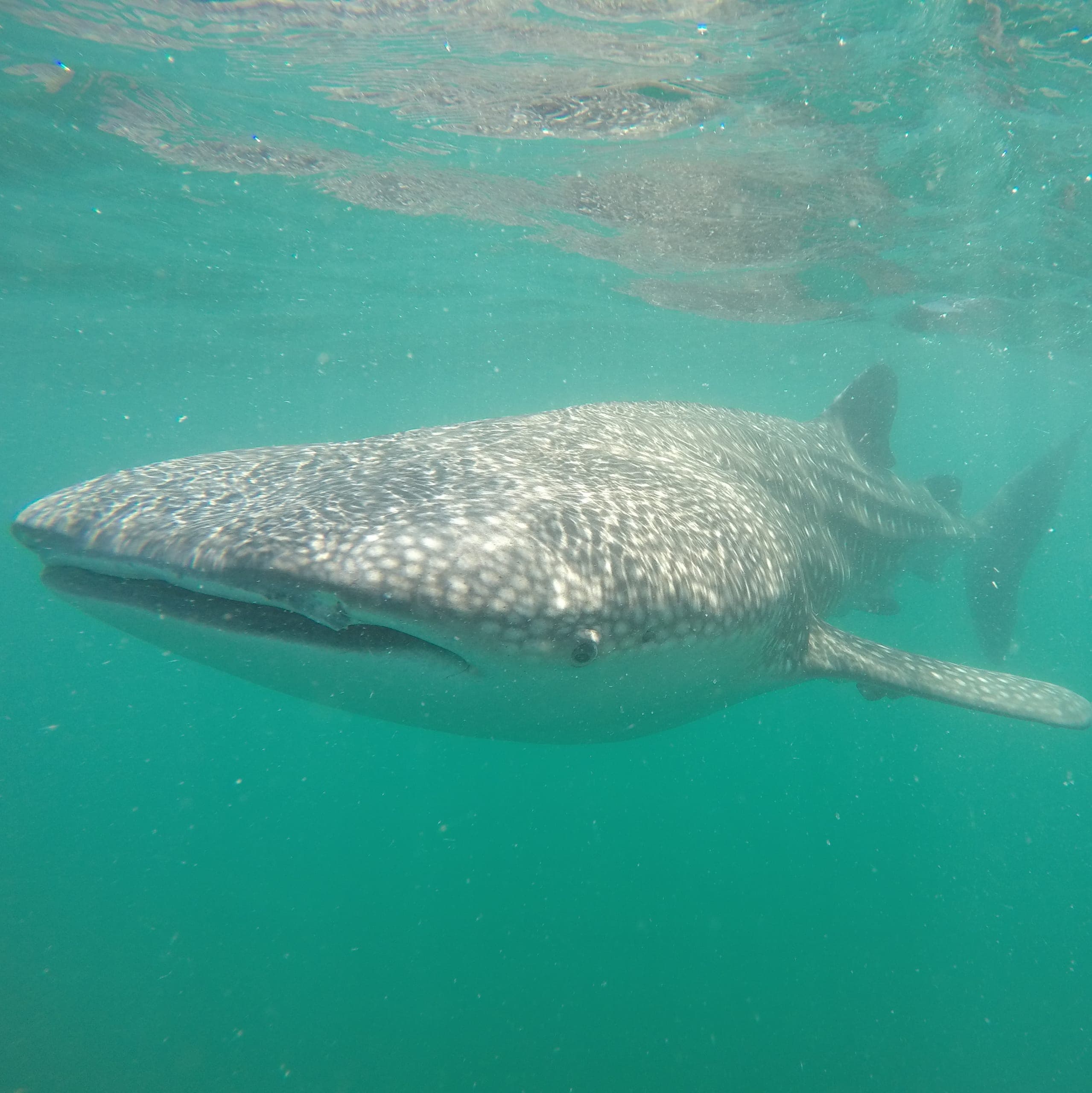 Whale shark, Baja California