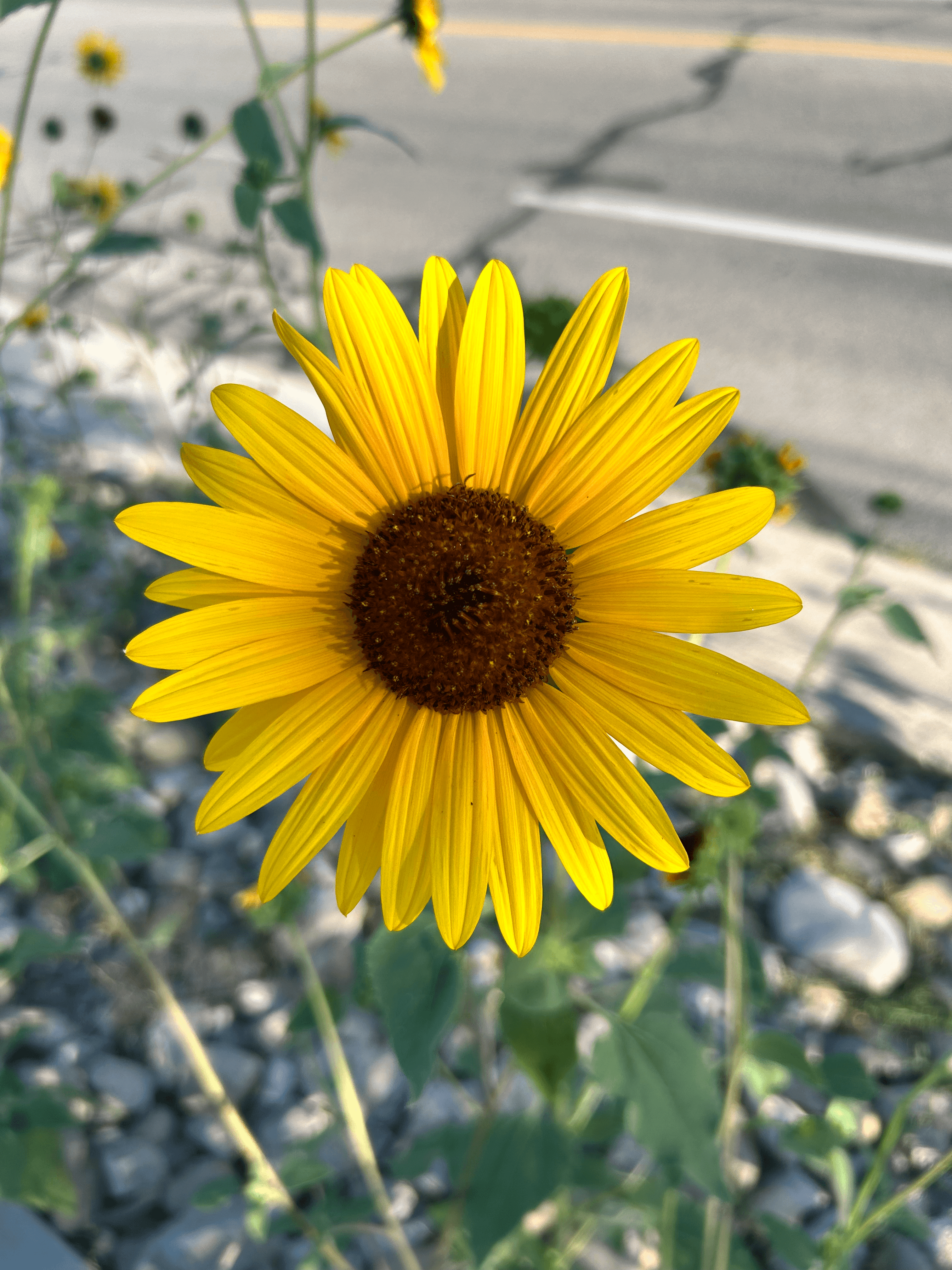 Roadside sunflower, Sandy