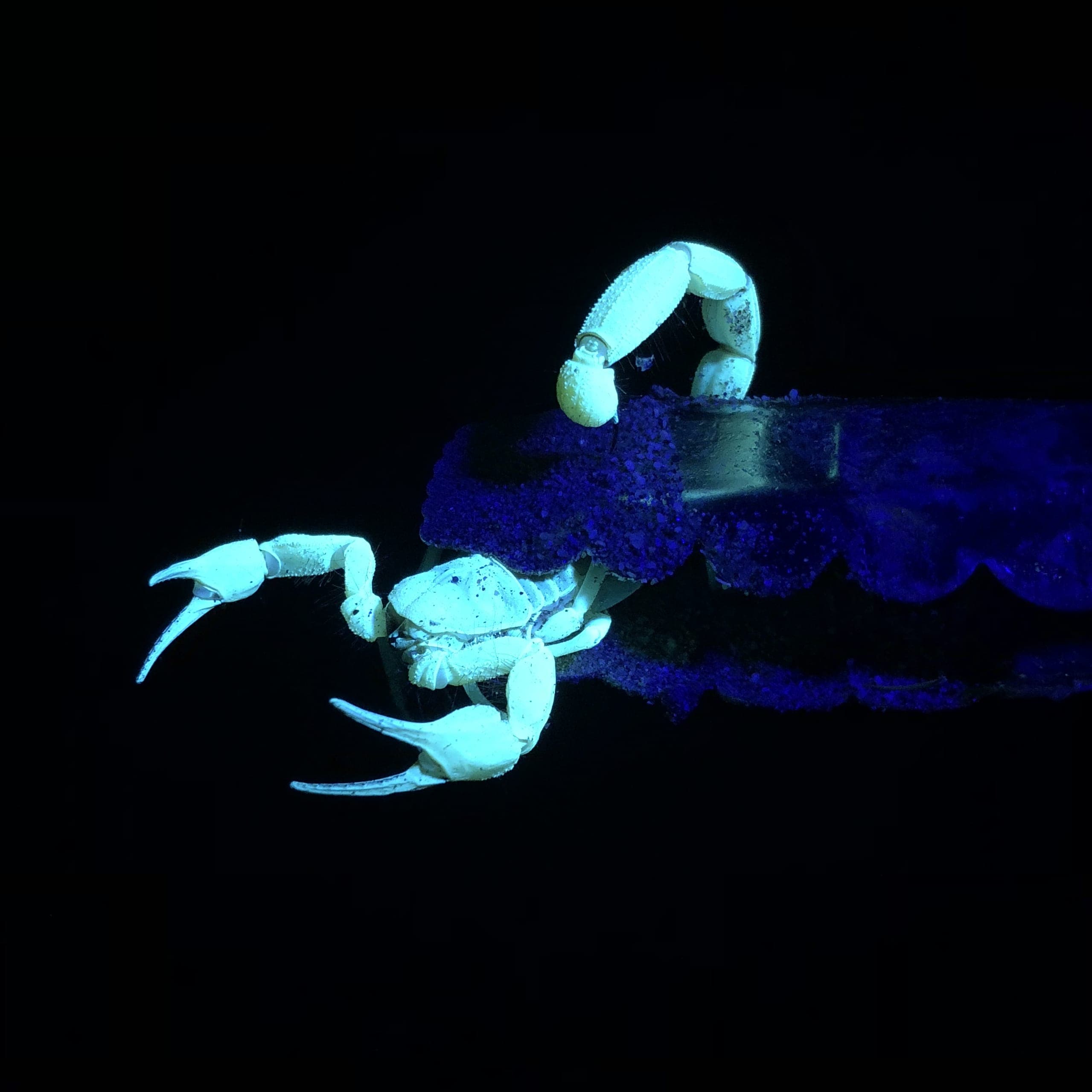 Scorpion, Baja California
