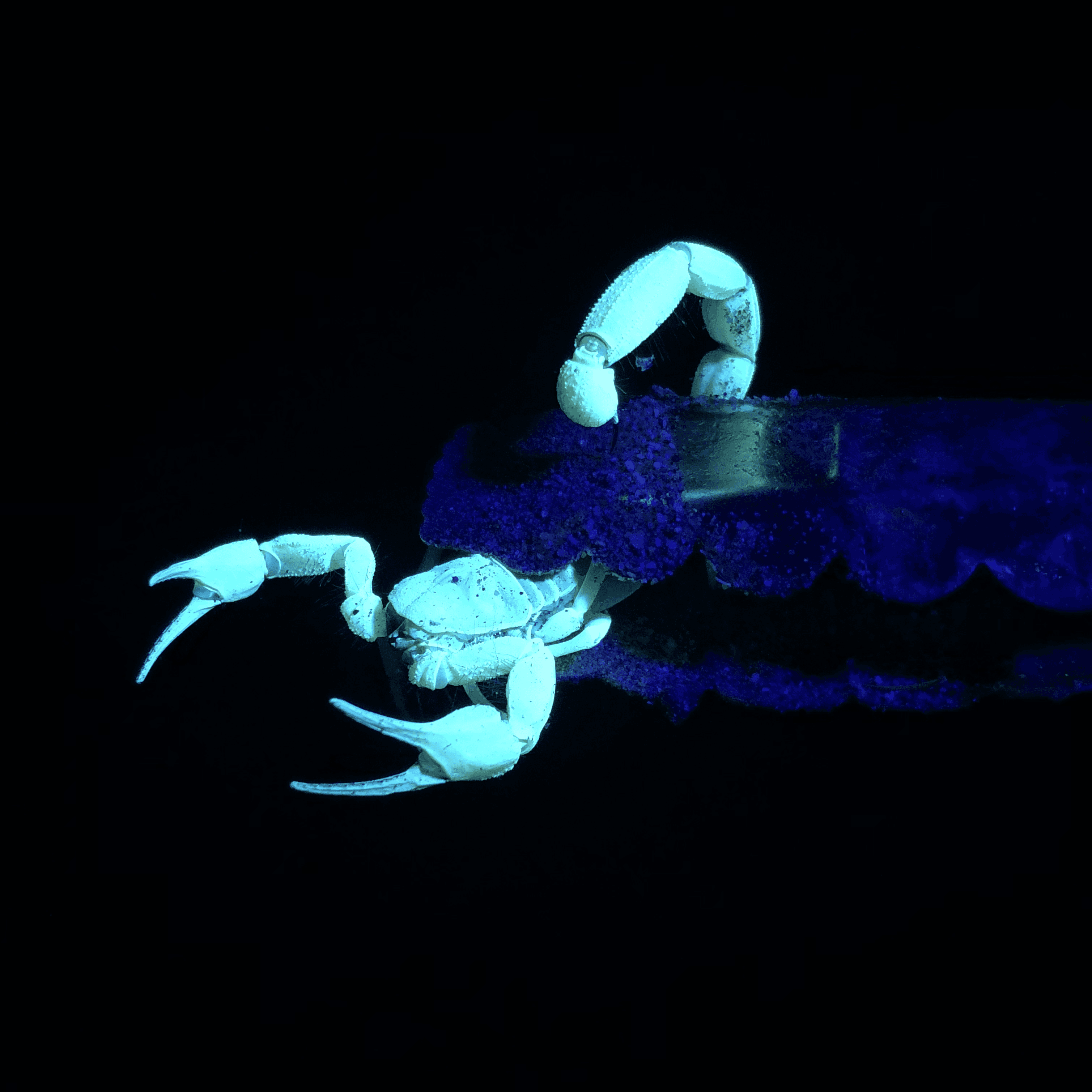 Scorpion, Baja California