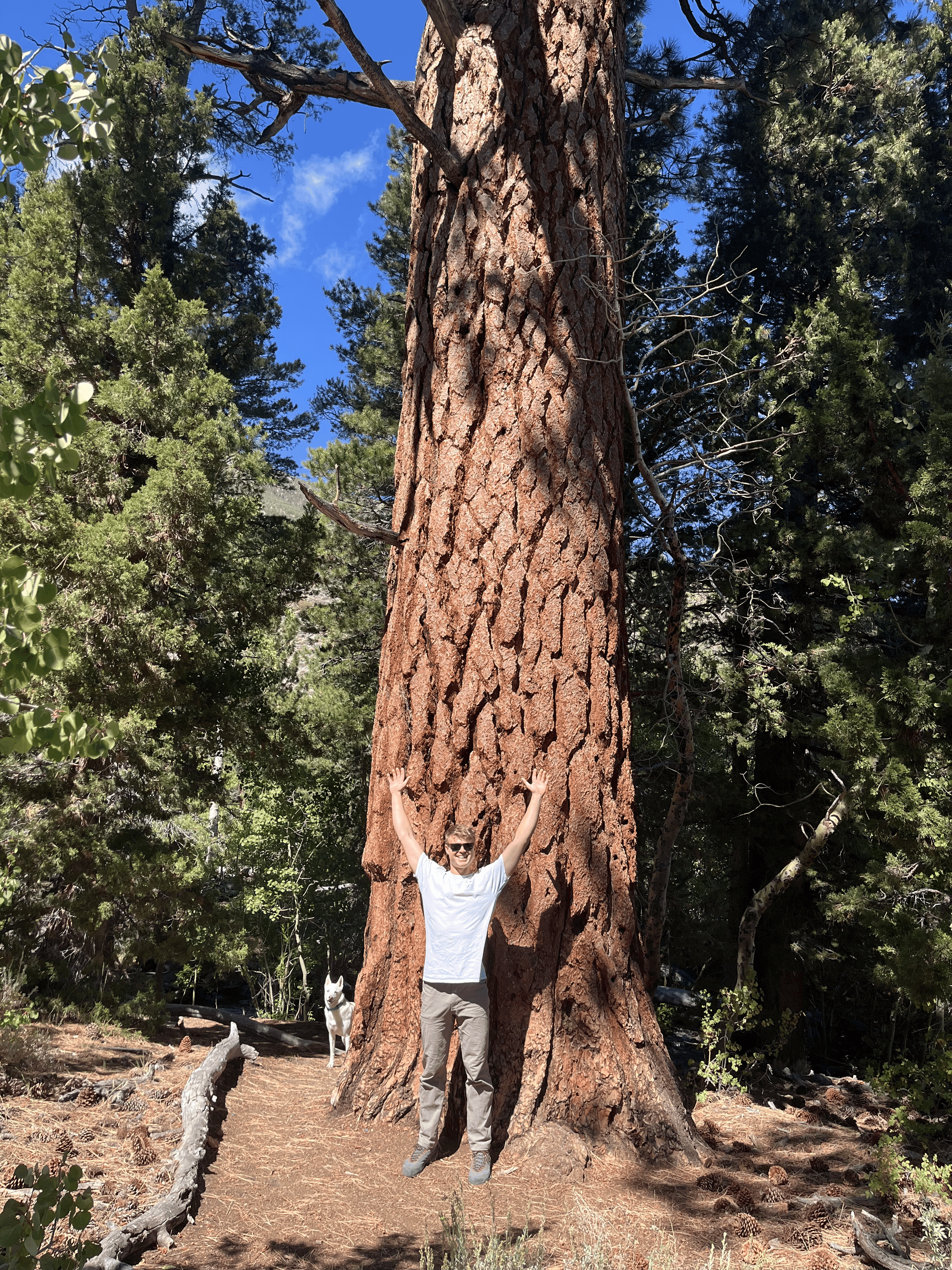 A big tree, near Mammoth Lakes