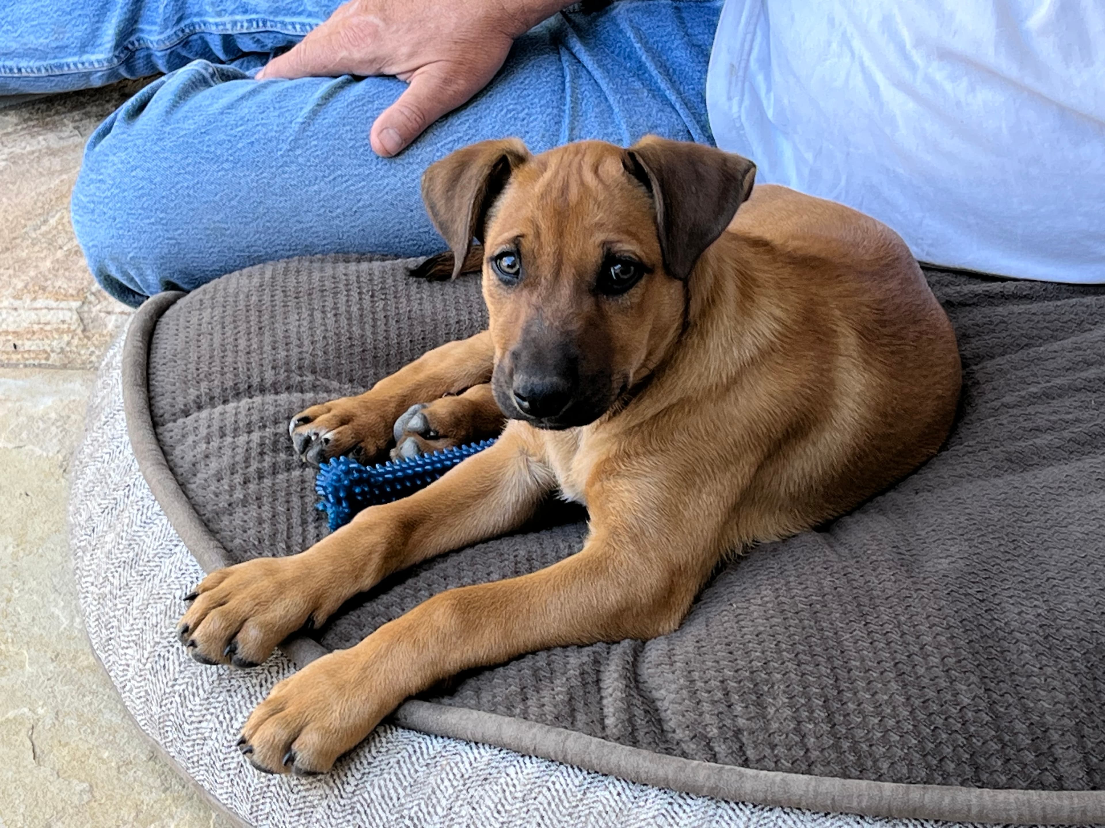 My parents adopted a cute dog this month! He's a good boy.