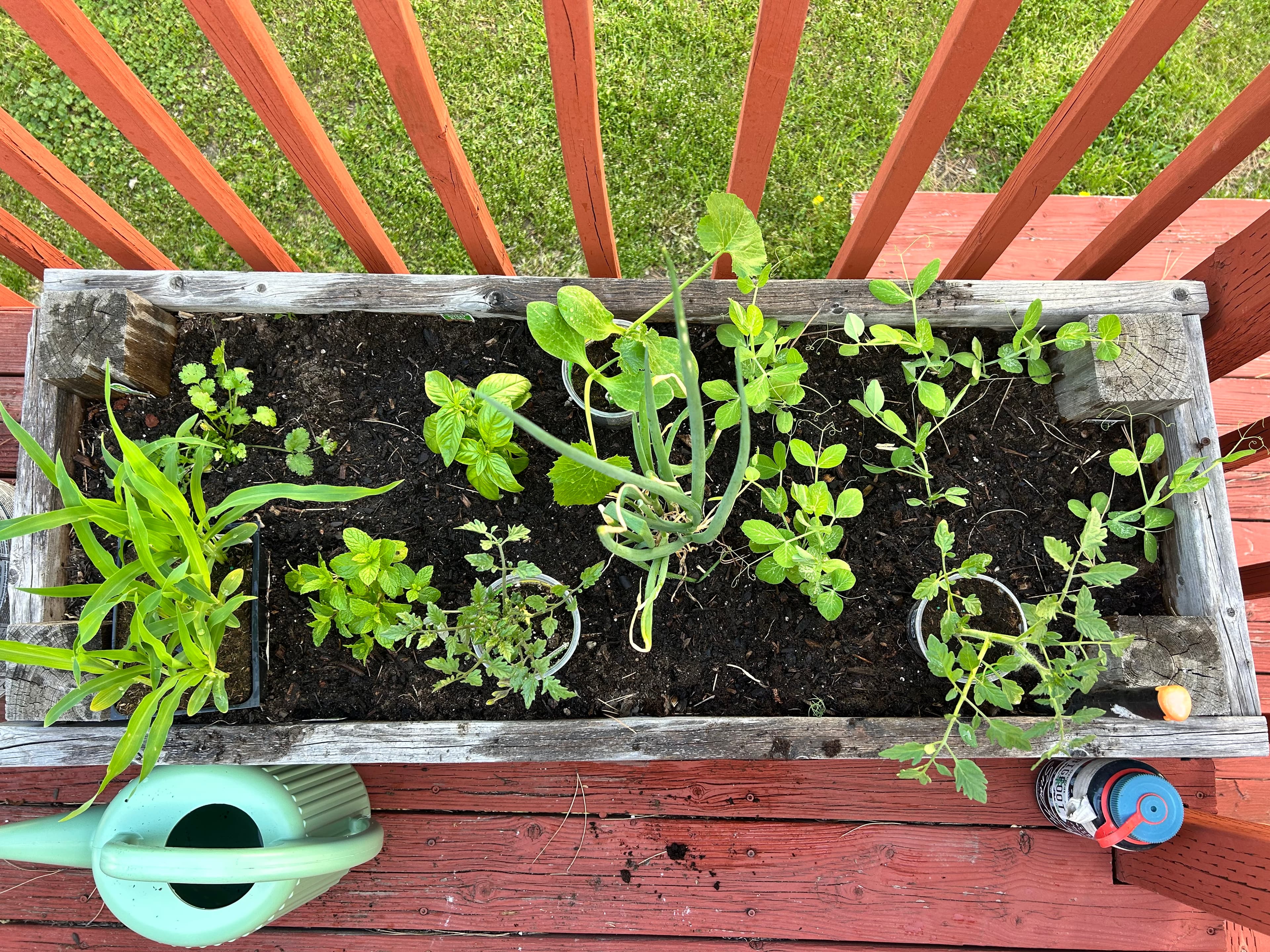 My backyard planter is putting in work.