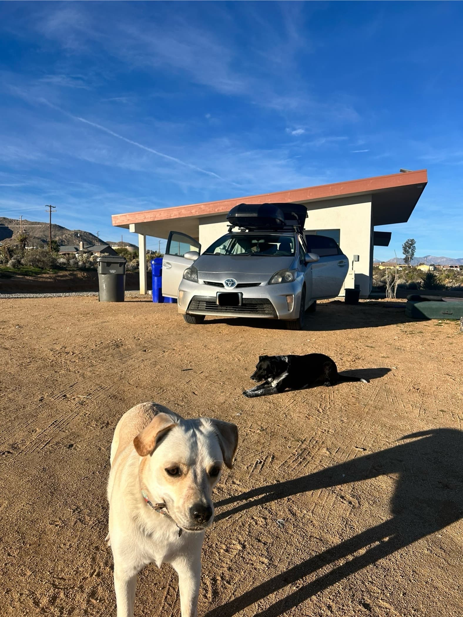 Driveway breakfast with the doggo's.