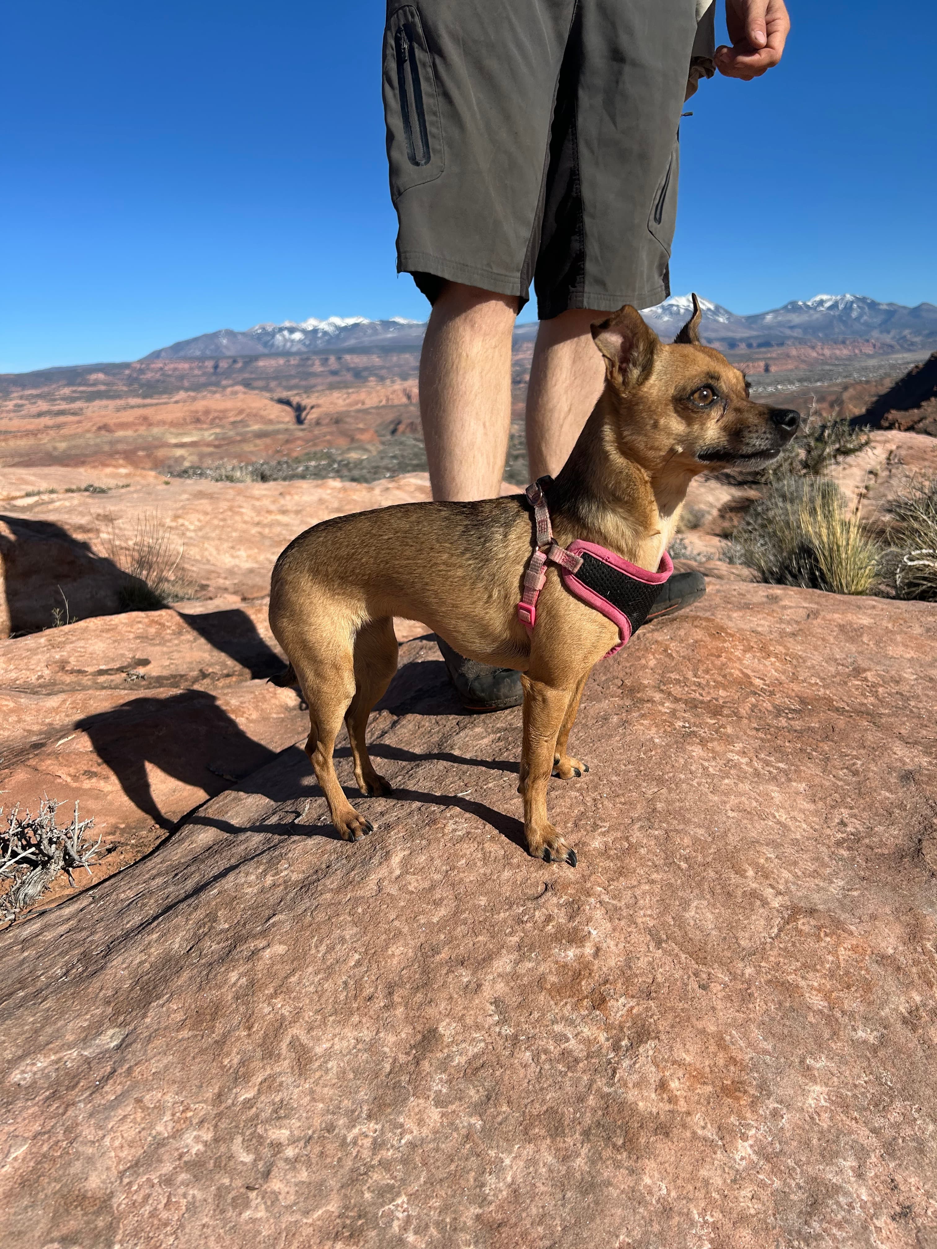 Little Figgy walked up to the mesa overlooking Moab all by herself!