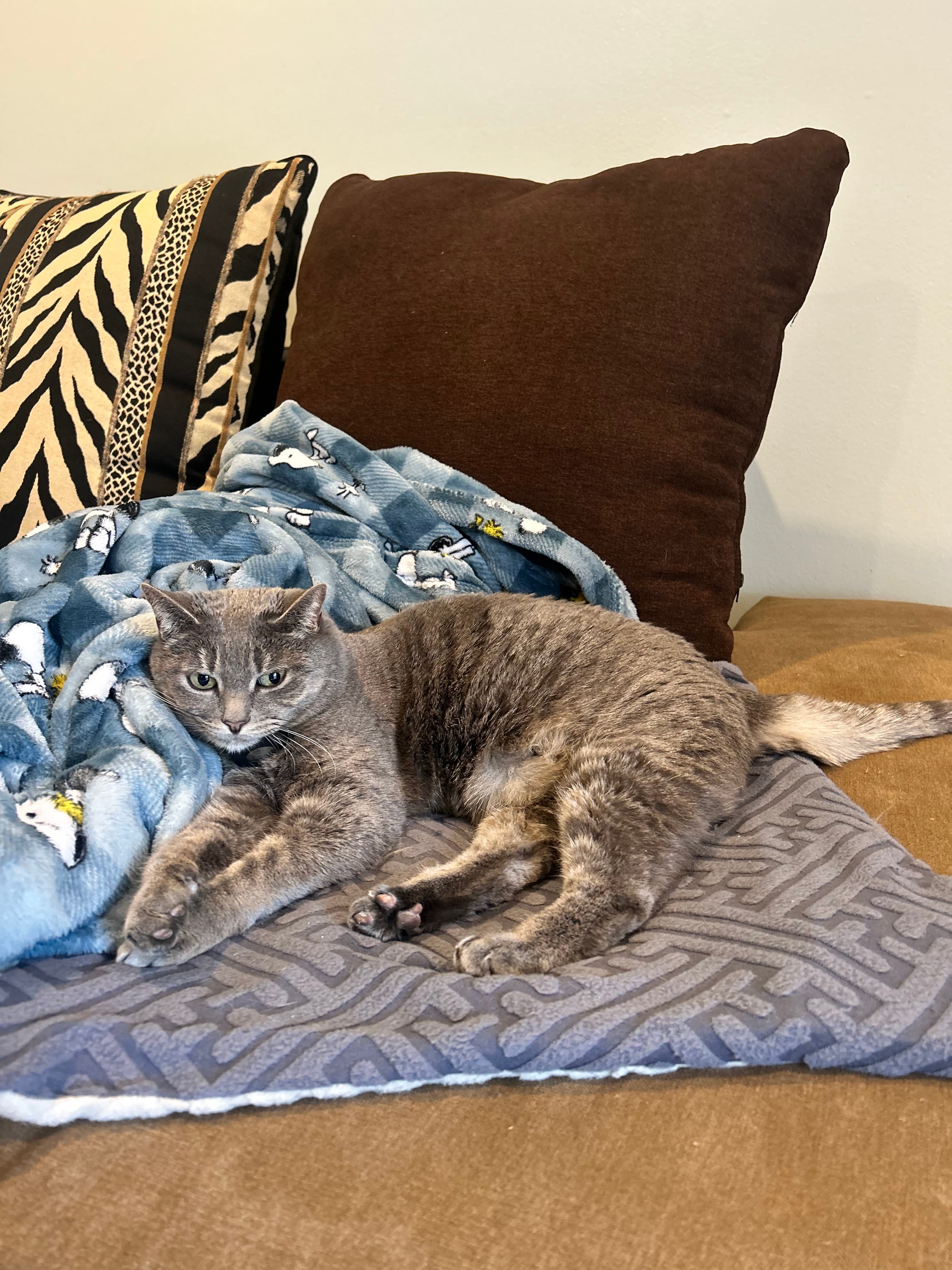 Potatoe didn't leave her heating pad the entire time I cat-sit her.