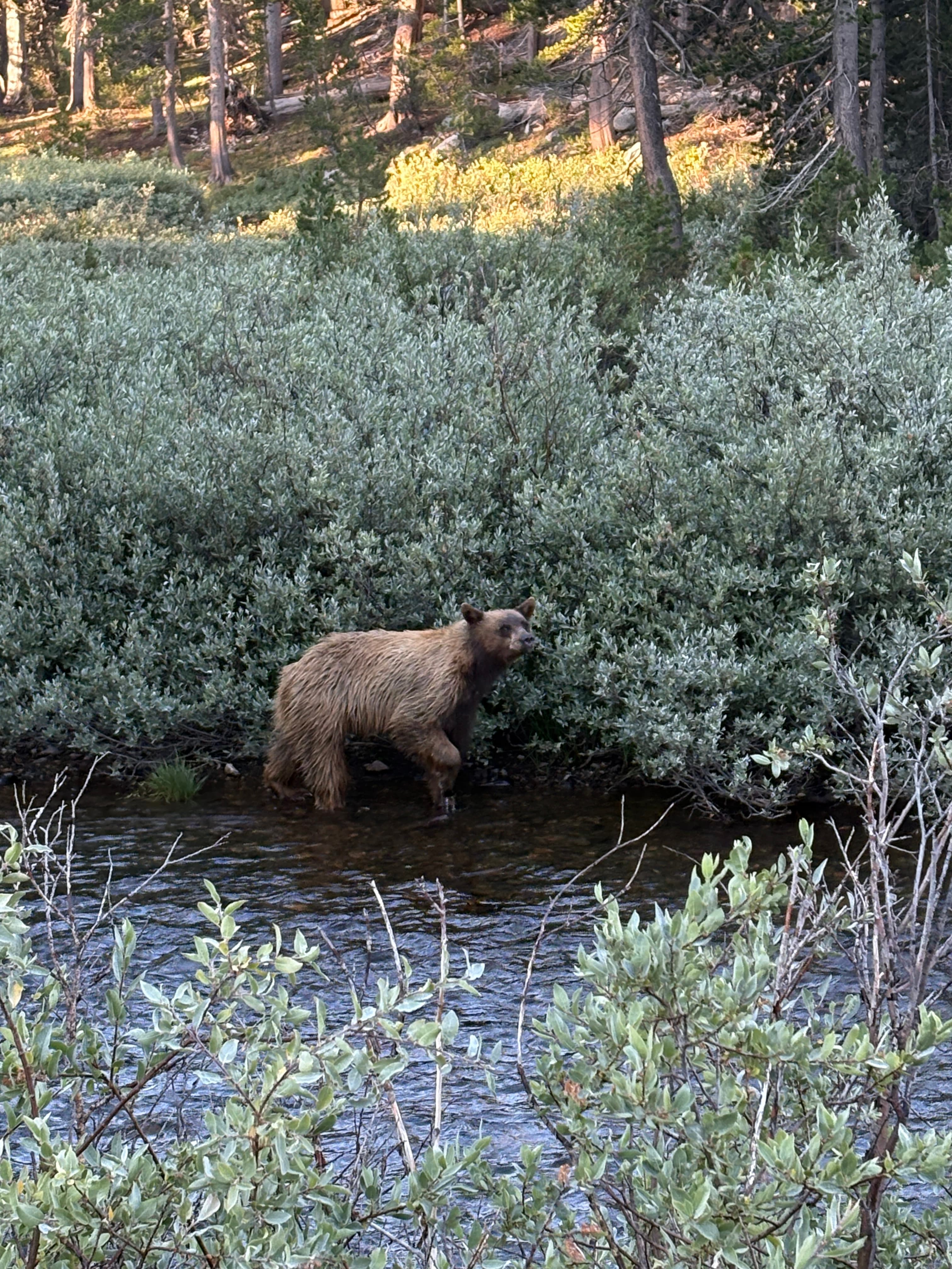 A curious campground visitor in Tuolumne Meadows.